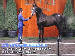 メジロコウミョウ2017