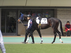 20170218 東京2R 3歳メイクデビュー タネノオー 06
