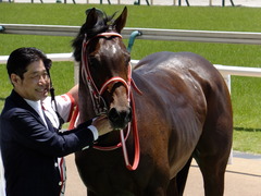 20170604 東京4R 3歳未勝利 ホウオウドリーム 38