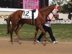 20150207 京都5R 3歳未勝利 レーヌドブリエ 07