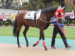 20131109 東京 ショウナンアポロン 05