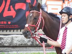 20180527 東京12R 目黒記念(G2) ホウオウドリーム 15