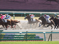 20150228 中山3R 3歳未勝利 ショウナンアイ 08