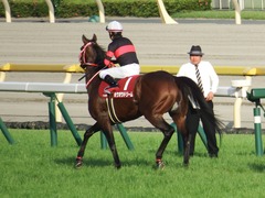 20180527 東京12R 目黒記念(G2) ホウオウドリーム 26