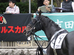 20151031 東京7R 3歳上500万下 コスモポッポ 09