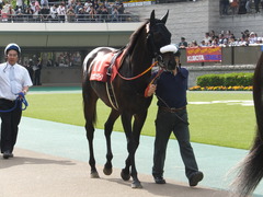 20140503 東京11R 青葉賞 ショウナンラグーン 03