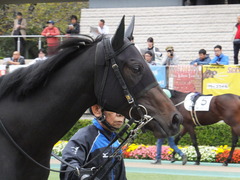 20151031 東京5R 2歳メイクデビュー ラルゴランド 03