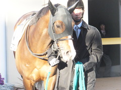 20160124 中山12R 4歳上1000万下 ロジダーリング 10