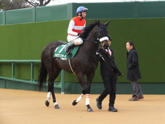 20150307 中山11R オーシャンS(G3) ショウナンアチーヴ 07
