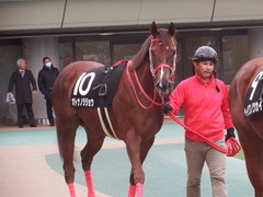 20190126 東京10R クロッカスS 3歳OP オトナノジジョウ 05