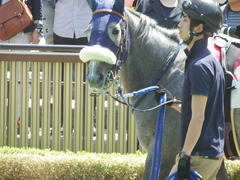 20180421 東京6R 3歳未勝利 ウェディングベール 08