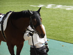 20150221 東京5R 3歳未勝利 トーセンカナロア 07
