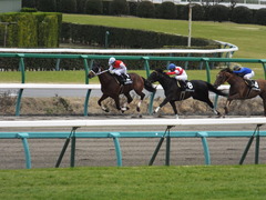 20150321 中山10R 韓国馬事会杯 ショウナンアポロン 15