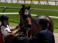 20170604 東京4R 3歳未勝利 ホウオウドリーム 33