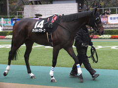 20151123 東京9R 伊勢佐木特別 ヴィルトグラーフ 02