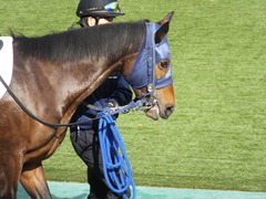 20141116 東京2R ウィンメアリー 03