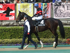 20190216 東京9R フリージア賞 3歳500万下 ホウオウサーベル 12