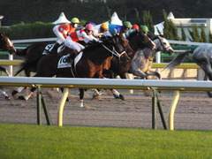20141018 東京12R ショウナンアポロン 14