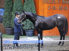メジロコウミョウ15