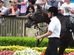 20160619 東京9R 芦ノ湖特別(1000) マイネルサージュ 12
