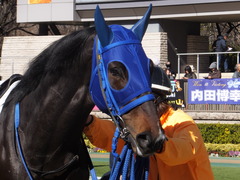 20170204 東京4R 4歳上障害未勝利 モーゼス 15