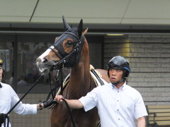 20170618 東京7R 33歳上500万下 ホウオウマリリン 08