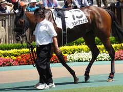 20150530 東京7R 4歳上500万下 ツクバアスナロ 07