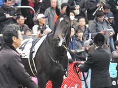 20161218 中山4R 2歳未勝利 ダンスウィズユー 14