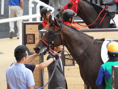 20160903 札幌12R (500) トーセンカナロア 22