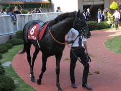20140928 新潟11R オールカマー サトノノブレス 09