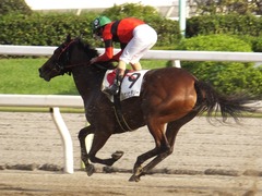 20161012 大井2R 3歳95万下 マルカンヒラリー 24