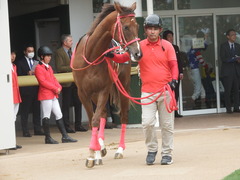 20190310 中山11R アネモネS 3歳牝馬OP オトナノジジョウ 11