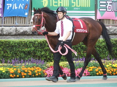 20180527 東京12R 目黒記念(G2) ホウオウドリーム 17