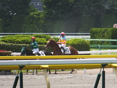 20160521 東京3R 3歳未勝利 オートシャンティ 16