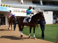 20180224 中山4R 4歳上障害未勝利 トーセンカナロア 13