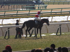 20140223 東京9R ショウナンラグーン 14