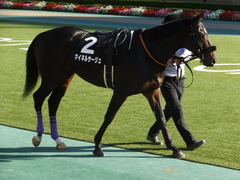 20161105 東京9R 南武特別(1000) マイネルサージュ 08