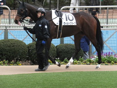 20150124 中山8R 4歳上500万下 ヴィルトグラーフ 03