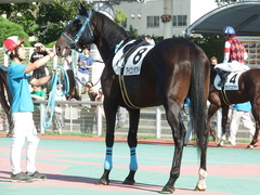 20180814 大井3R 3歳230万下 アイコンタクト 13