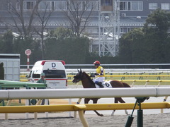 20160213 東京6R 3歳500万下 サクレメジャー 18