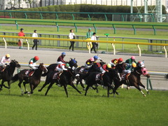 20140503 東京11R 青葉賞 ショウナンラグーン 16