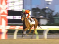 20161130 大井4R 3歳110万下 マルカンヒラリー 14