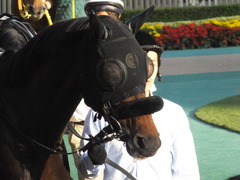 20141025 東京12R ゴールウェイ 06