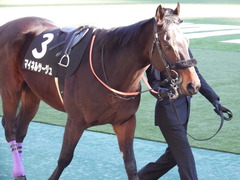 20180127 東京11R 白富士S(OP) マイネルサージュ 06