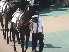 20140601 ダービー(G1)ショウナンラグーン 14