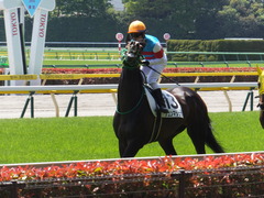 20170430 東京5R 3歳未勝利 ジュンマシュウ 17