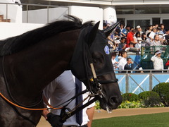 20150927 中山11R オールカマー サトノノブレス 04