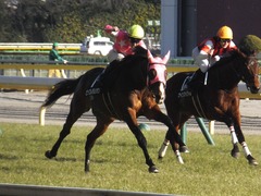 20170204 東京10R 箱根特別(1000) ビップレボルシオン 23