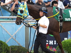 20150913 中山11R 京成杯AHC(G3) アルマディヴァン 07