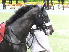 20150516 東京11R 京王杯SC(G2) ショウナンアチーヴ 08